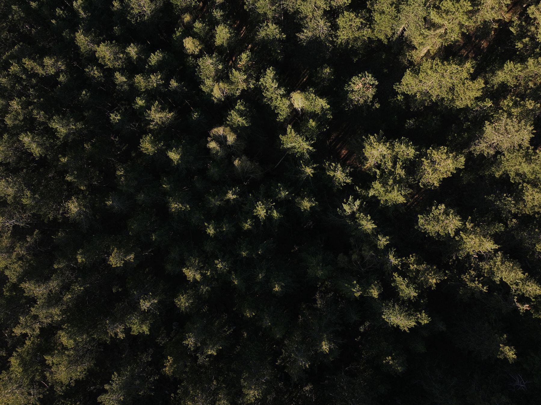 Forest canopy from above